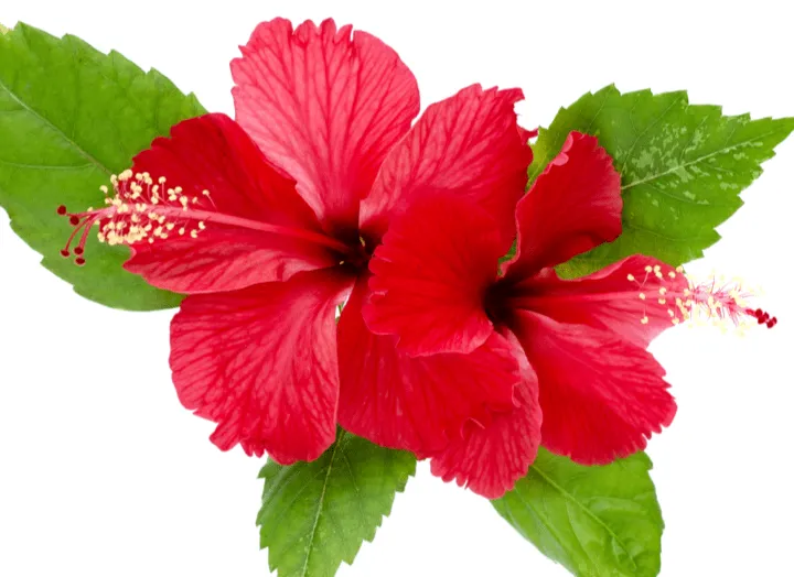 Hibiscus Flower ingredient for Flush Factor Plus
